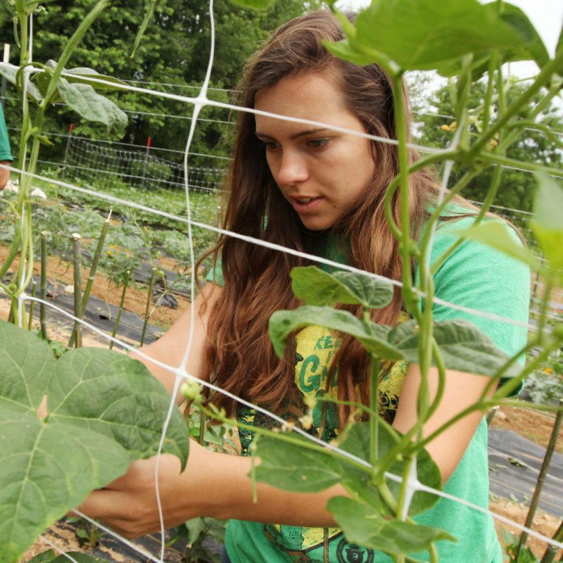 Student tends to plants in garden