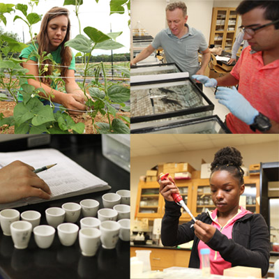 Photo of students working on four summer research projects|Photo of students working on four summer research projects|Photo of students working on four summer research projects