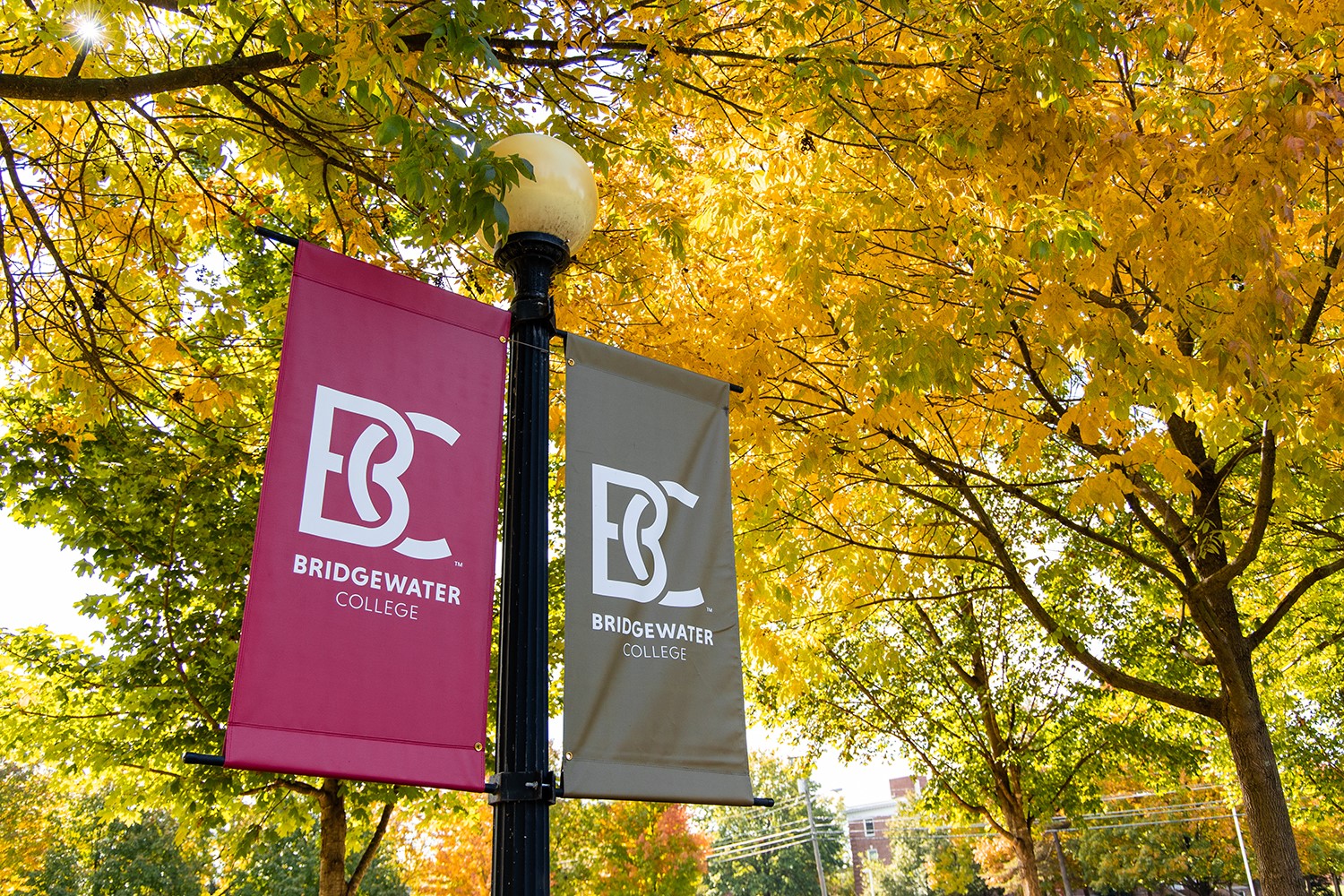 B-C banner flags on campus with fall leaves