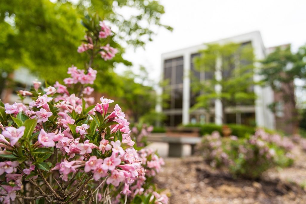 small pick flowers are in the foreground with a Bridgewater campus building in the background