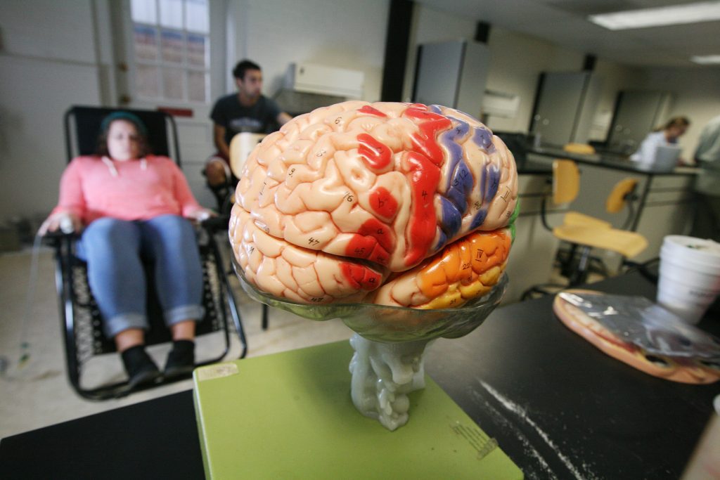 Model of a brain sitting on a table in a psychology class