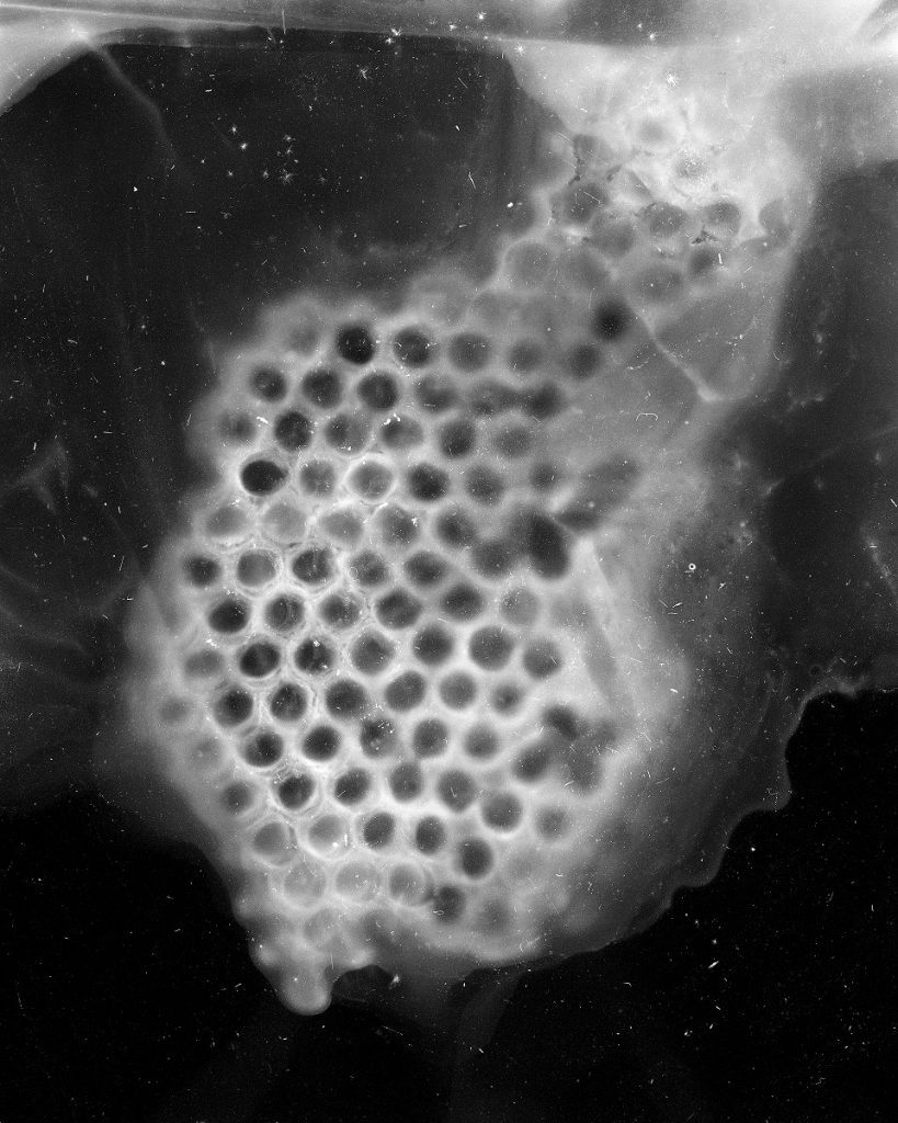 An archival pigment print from a cameraless negative of an empty honey comb.