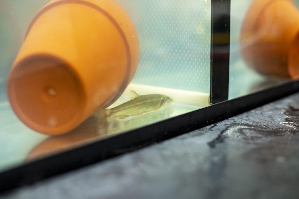 A longnose dace, a freshwater minnow, in a fish tank.