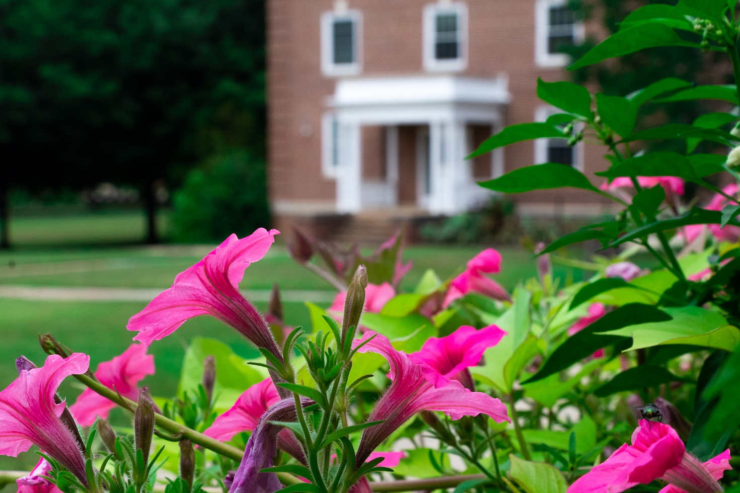 pink flowers in a bush on bridgewater college's campus