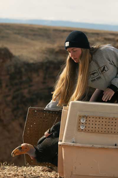 Jessy Wilson releases an adult condor back into the wild.