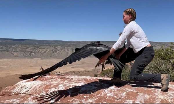 Jessy Wilson releases a wild-hatched condor in Vermillion Cliffs, Ariz.