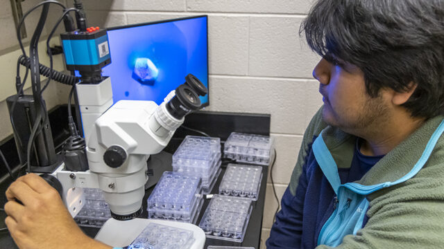 Research student looking a crystals through microscope