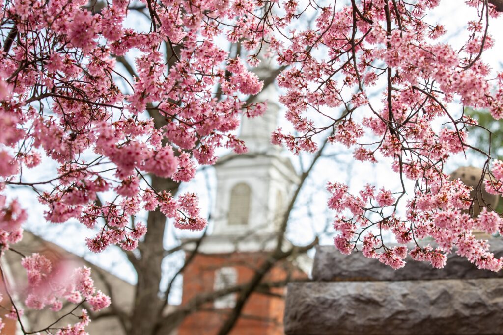 pink cherry blossoms in front of the Carter Center