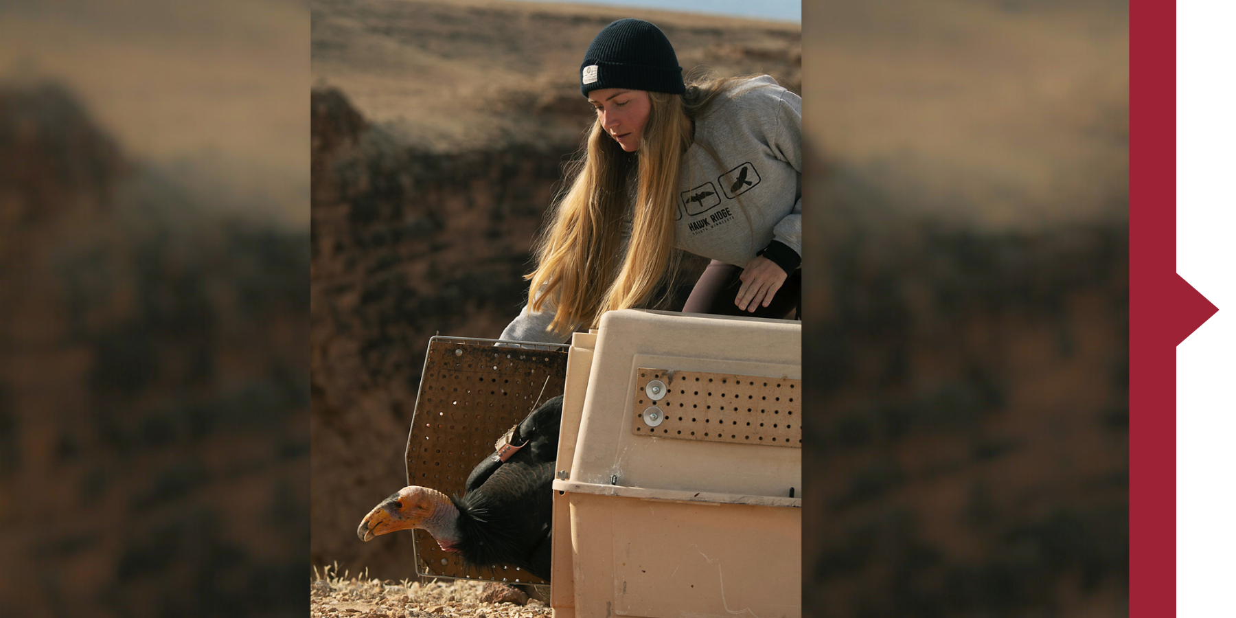 Jessy Wilson '19 releasing a California condor out a cage