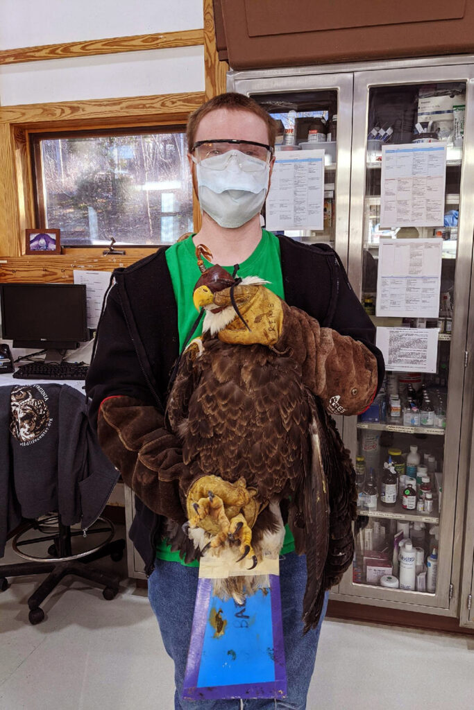 Wampler handling a bald eagle at the Wildlife Center in Waynesboro, Va. 