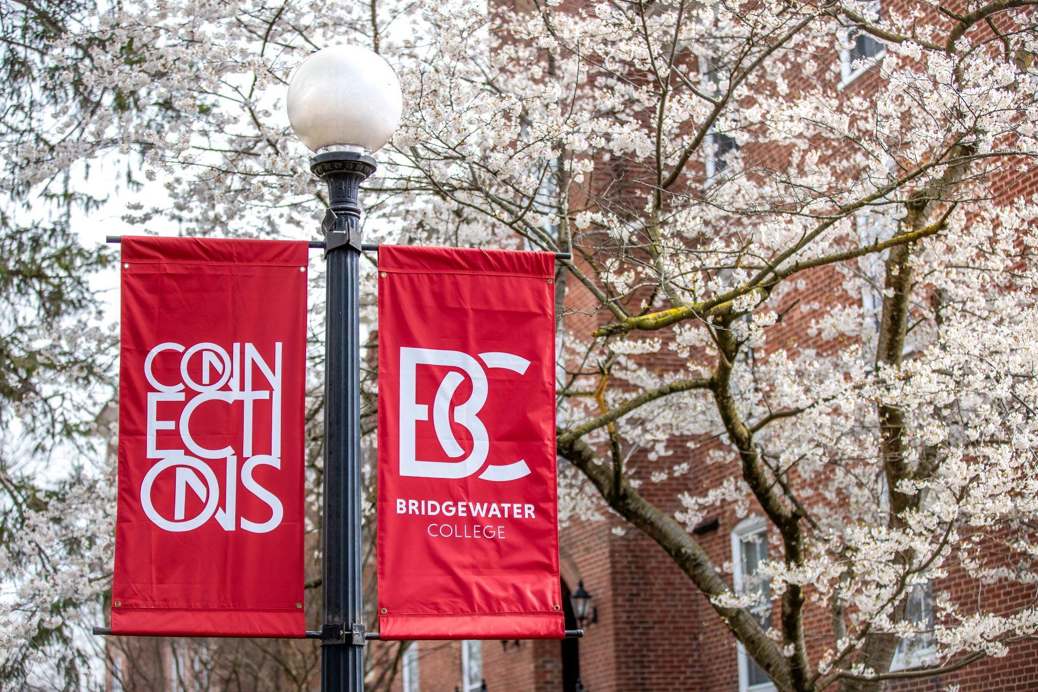 B-C banners on a light post in front of pink cherry blossoms