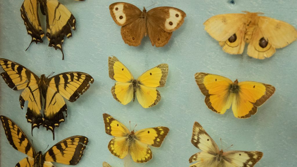 Butterflies preserved in a frame for biology purposes