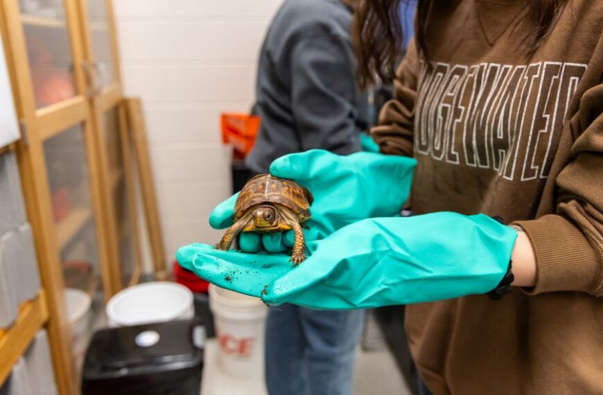 Student holds box turtle