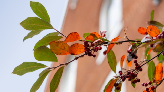 A branch of fall leaves with the carter music center in the background